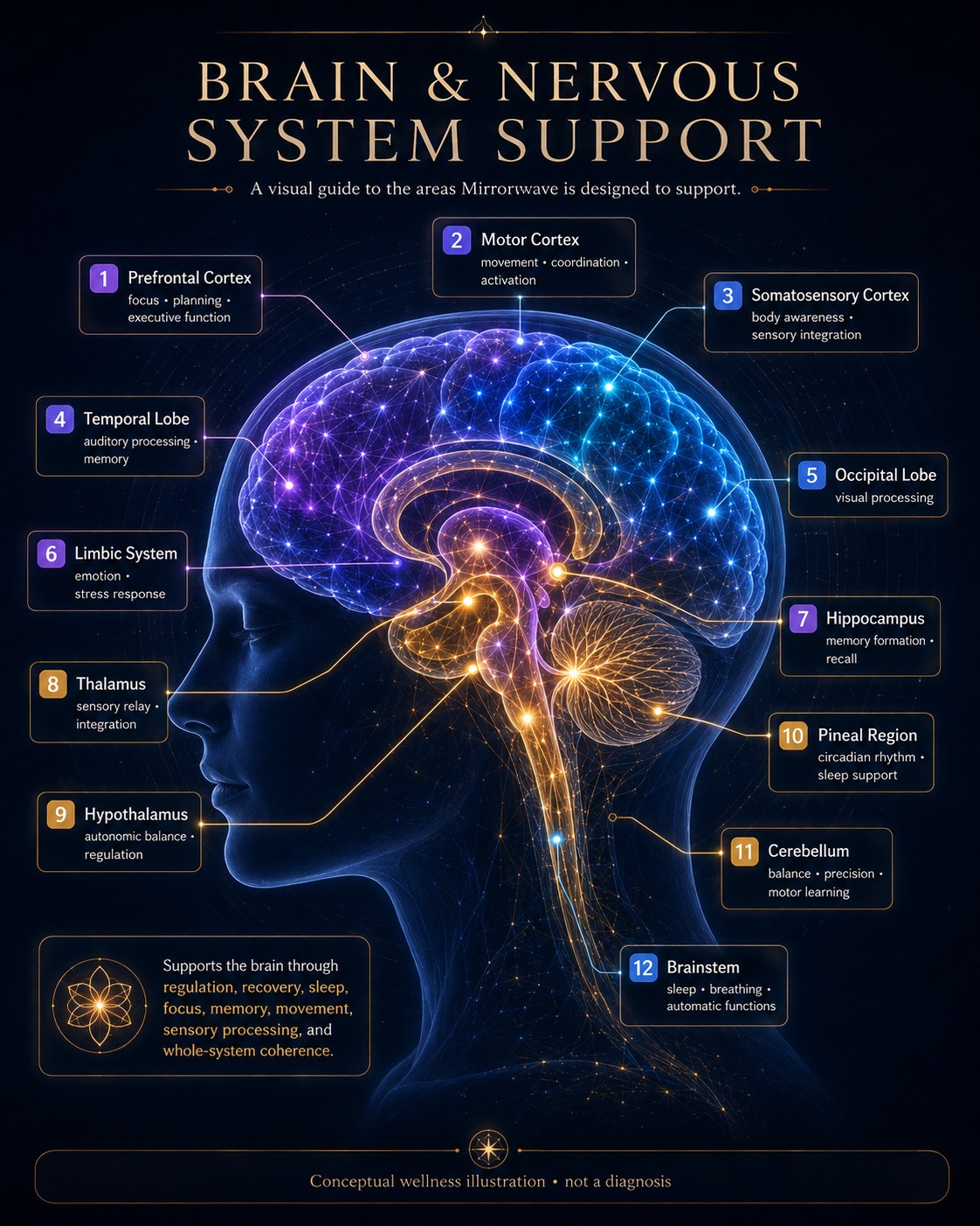 Visual guide to the brain regions Mirrorwave is designed to support: prefrontal cortex, motor cortex, somatosensory cortex, temporal lobe, occipital lobe, limbic system, hippocampus, thalamus, hypothalamus, pineal region, cerebellum and brainstem